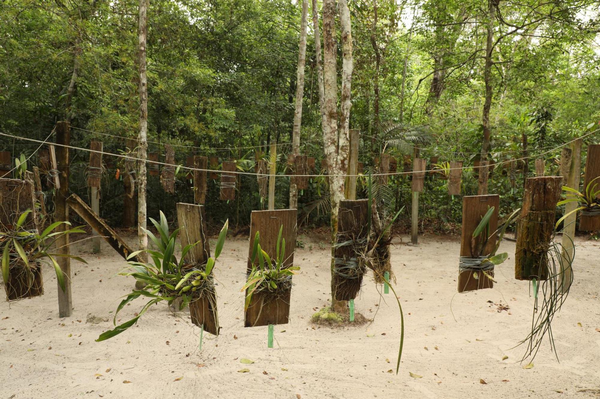 Amazon Ecopark Jungle Lodge Manaus Bagian luar foto